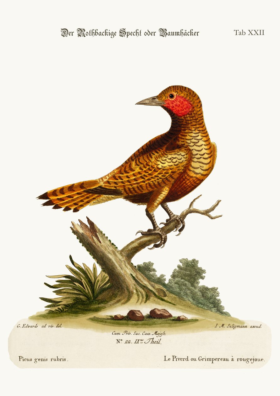 赤ほおのキツツキ、1749-73 作： ジョージ・エドワーズ