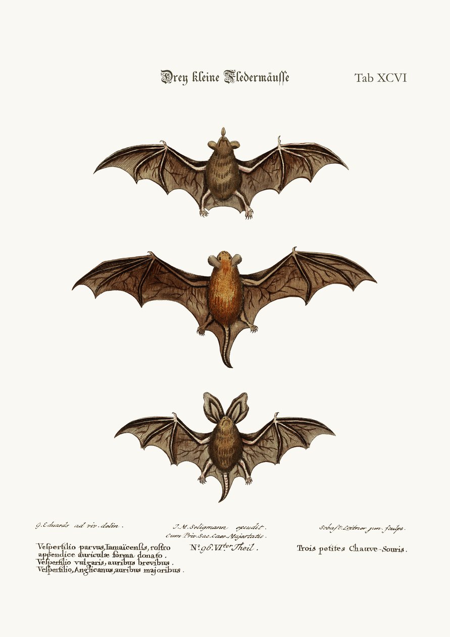 3つの小さなコウモリ、1749-73 作： ジョージ・エドワーズ