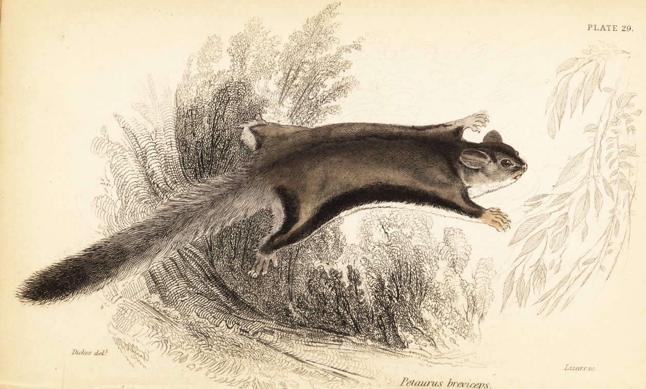 フクロモモンガ、Petaurus breviceps.、1841 年 (彫刻) 作： ジョルジュ・ロバート・ウォーターハウス