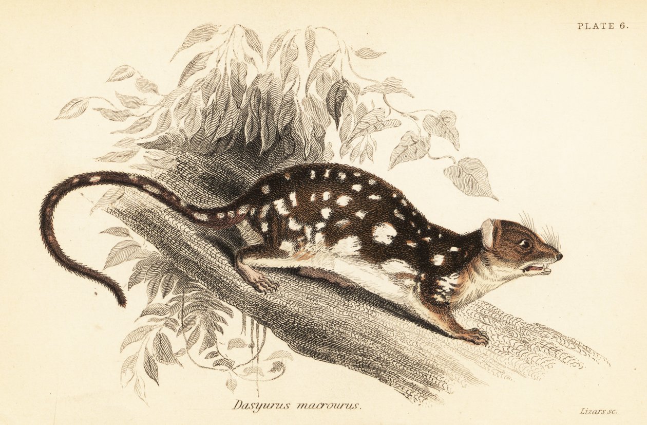 虎フクロネコ、Dasyurus maculatus、1841 年 (彫刻) 作： ジョルジュ・ロバート・ウォーターハウス