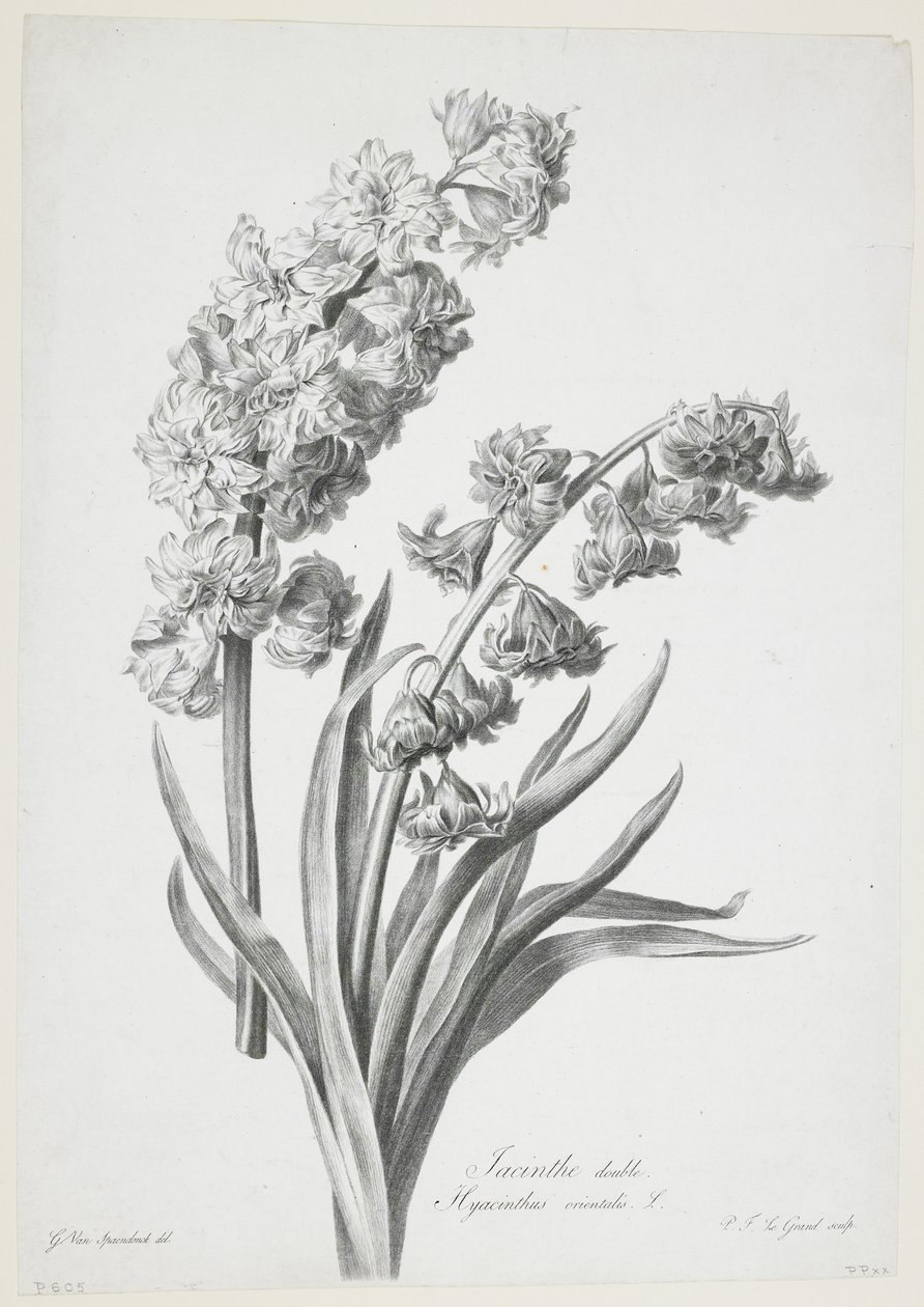ダブルヒヤシンス、Fleurs Dessinees d&39;apres Nature、c.1800（点描彫刻） 作： ジェラルド・ファン・スパエンドンク