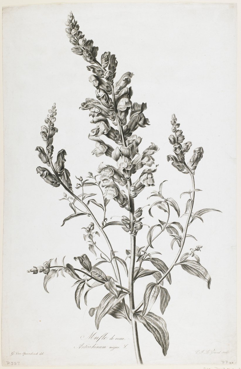 Fleurs Dessinees d&39;apres Natureの子牛の銃口、1800年頃（点描彫刻） 作： ジェラルド・ファン・スパエンドンク