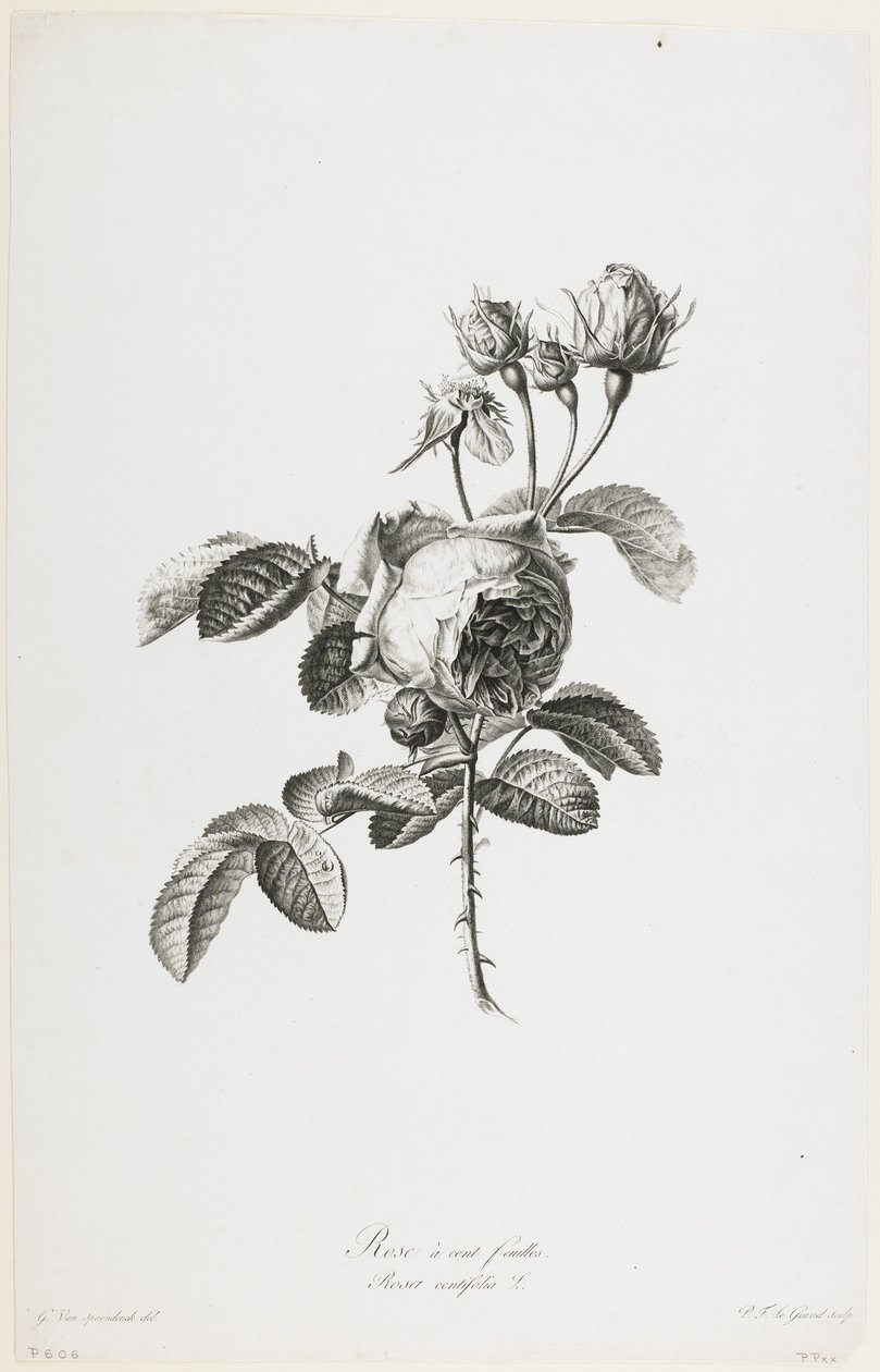 Fleurs Dessinees d&39;apres Nature、1800年頃の100枚のフイユローズ（刻印の刻印） 作： ジェラルド・ファン・スパエンドンク