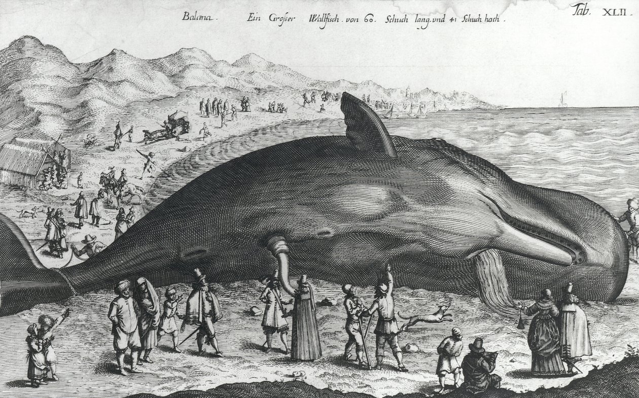 死んだクジラ 作： ドイツ語学校