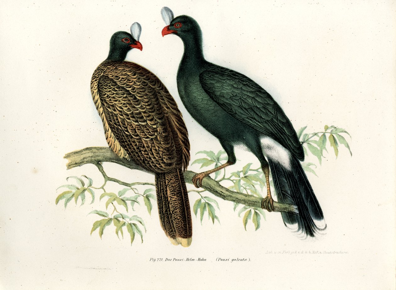 Galeated Curassow、1864 作： ドイツ語学校
