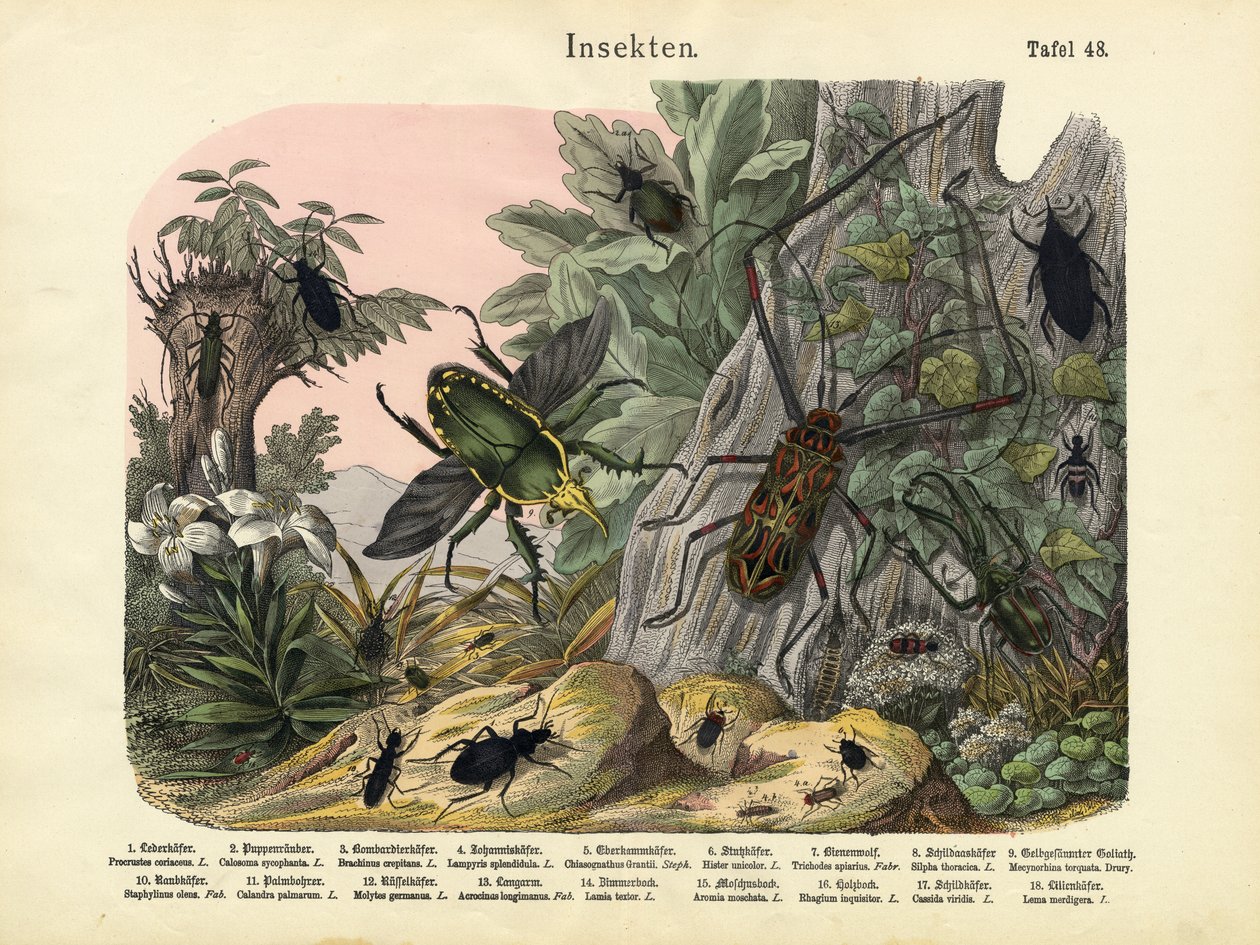 昆虫、1860年頃 作： ドイツ語学校