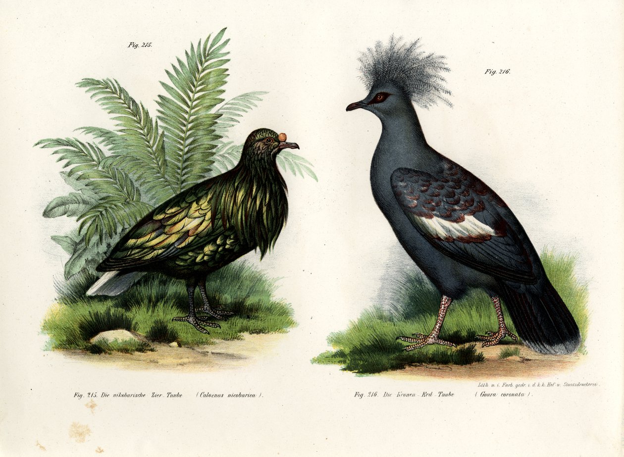 ニコバルピジョン、1864年 作： ドイツ語学校