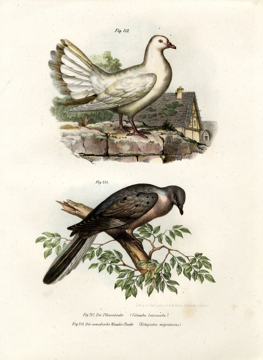 孔雀鳩、1864年 作： ドイツ語学校