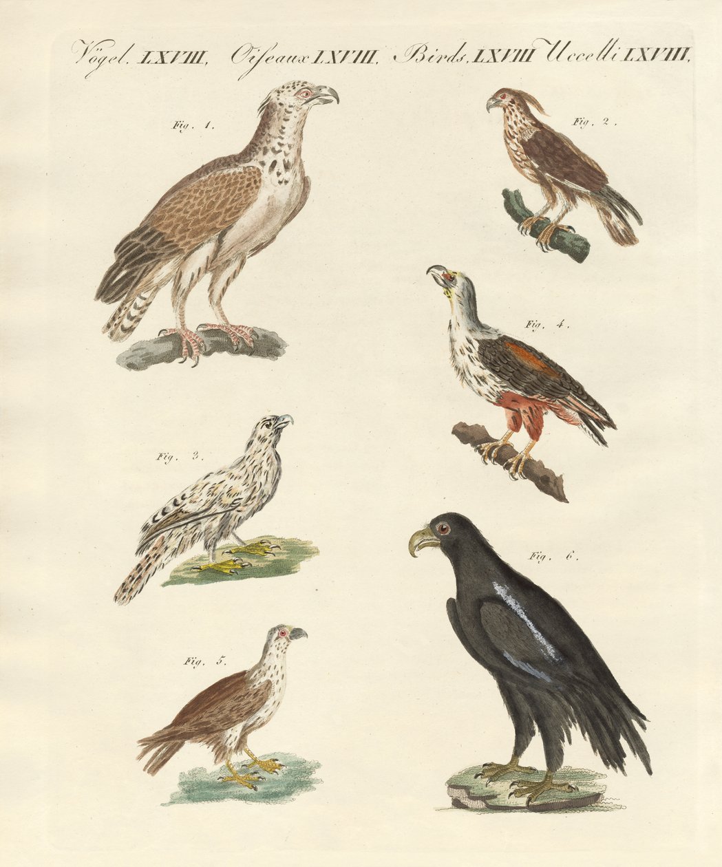 アフリカの鳥（彩色済み彫刻 作： ドイツ語学校