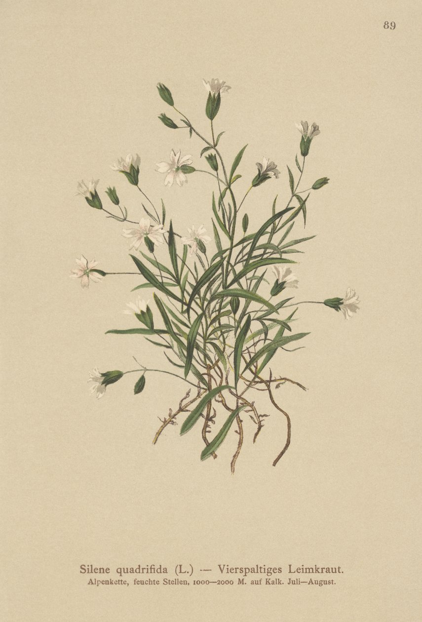アルパインカンピオン（Silene quadrifida、Ixoca quadrifida） 作： ドイツ語学校