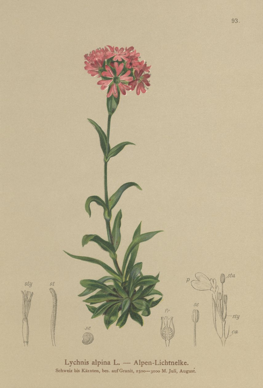 アルパインキャッチフライ（Lychnis alpina、Silene suecica） 作： ドイツ語学校