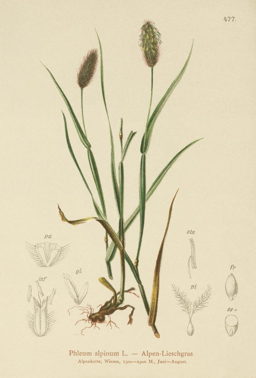 高山猫の尾（Phleum alpinum） 作： ドイツ語学校