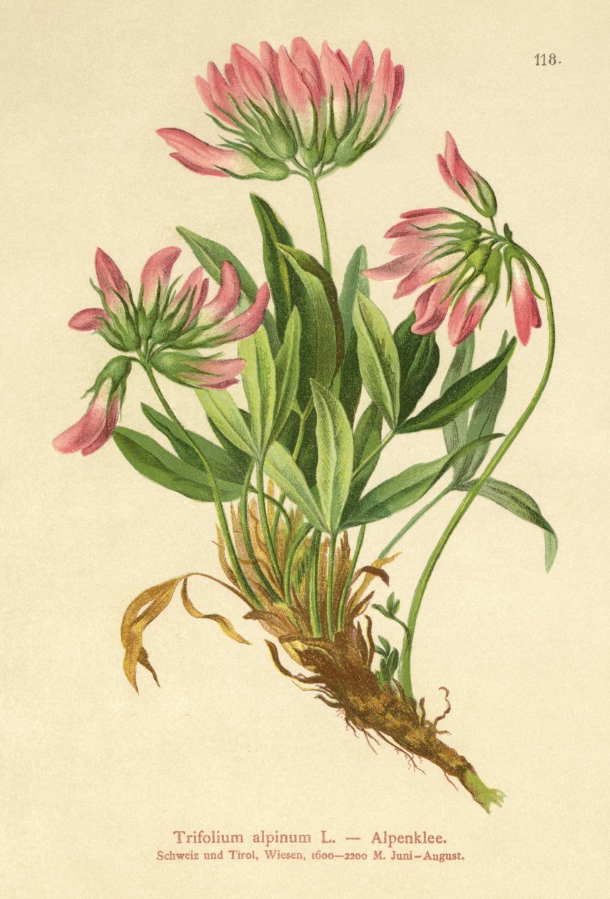 アルパインクローバー（Trifolium alpinum） 作： ドイツ語学校