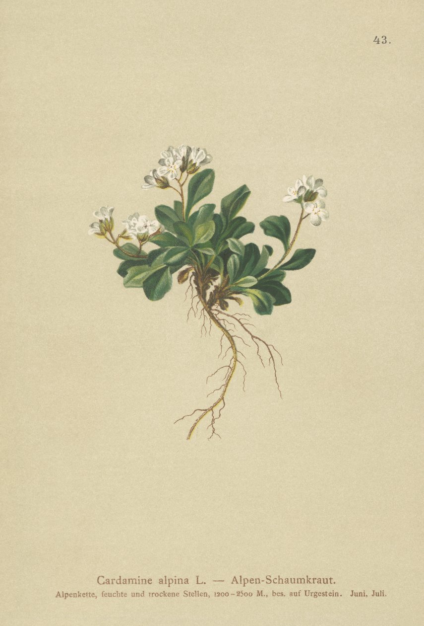 アルパインノーザンロッククレス（Cardamine alpina） 作： ドイツ語学校