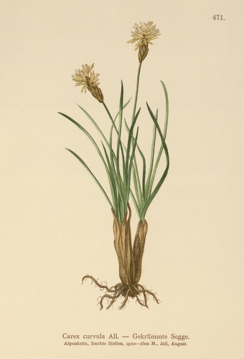 アルパインセッジ（Carex curvula） 作： ドイツ語学校