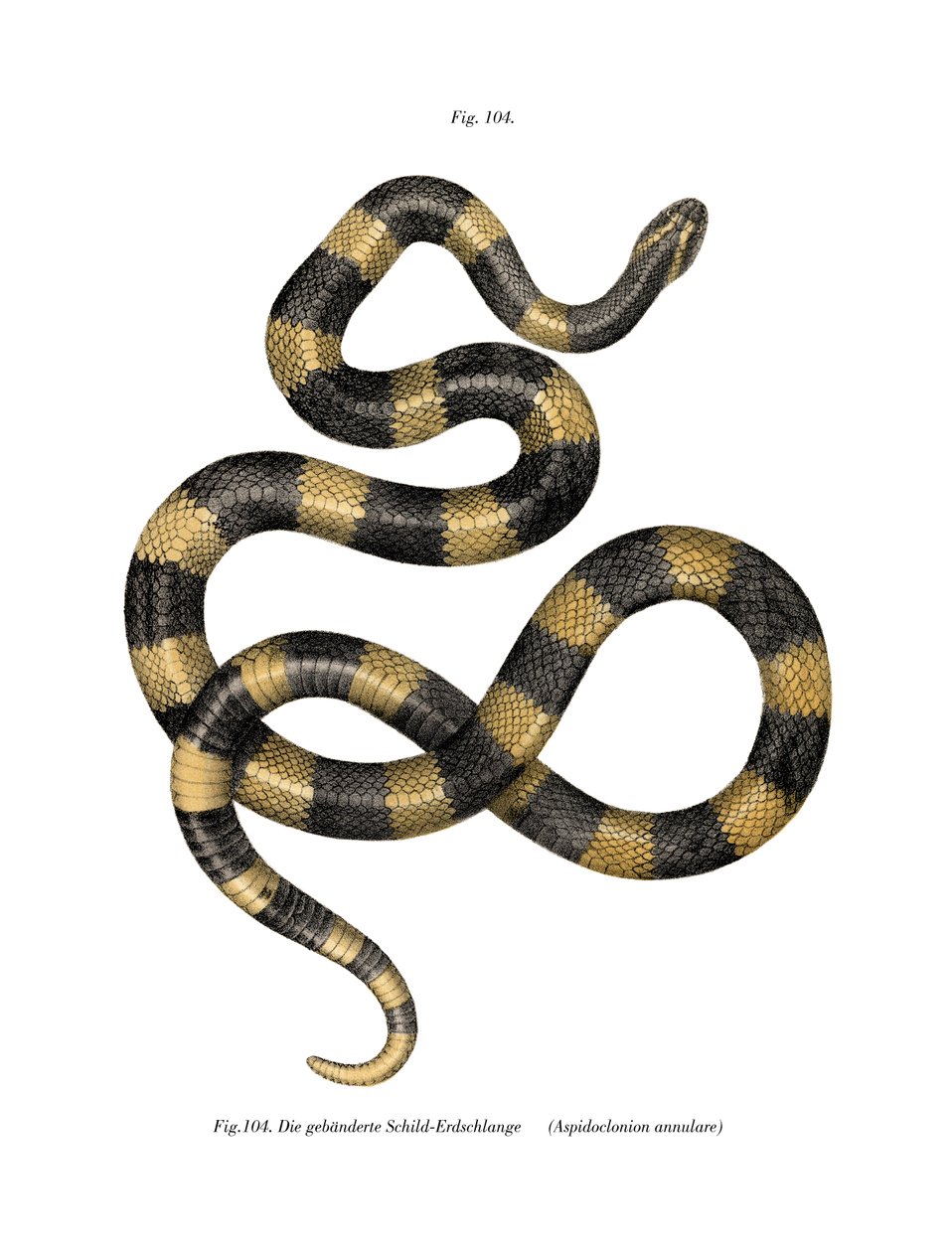 Banded Krait（カラーリトグラフ 作： ドイツ語学校