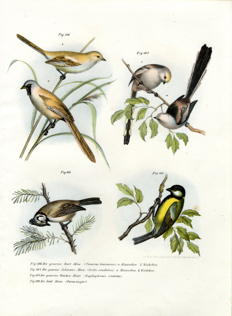 ひげを生やしたオウムガイ、1864 作： ドイツ語学校