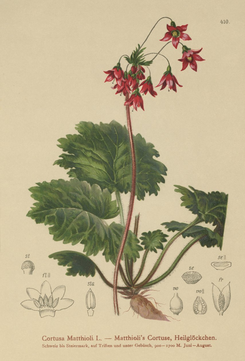 クマの耳のサニクル（Cortusa Matthioli） 作： ドイツ語学校