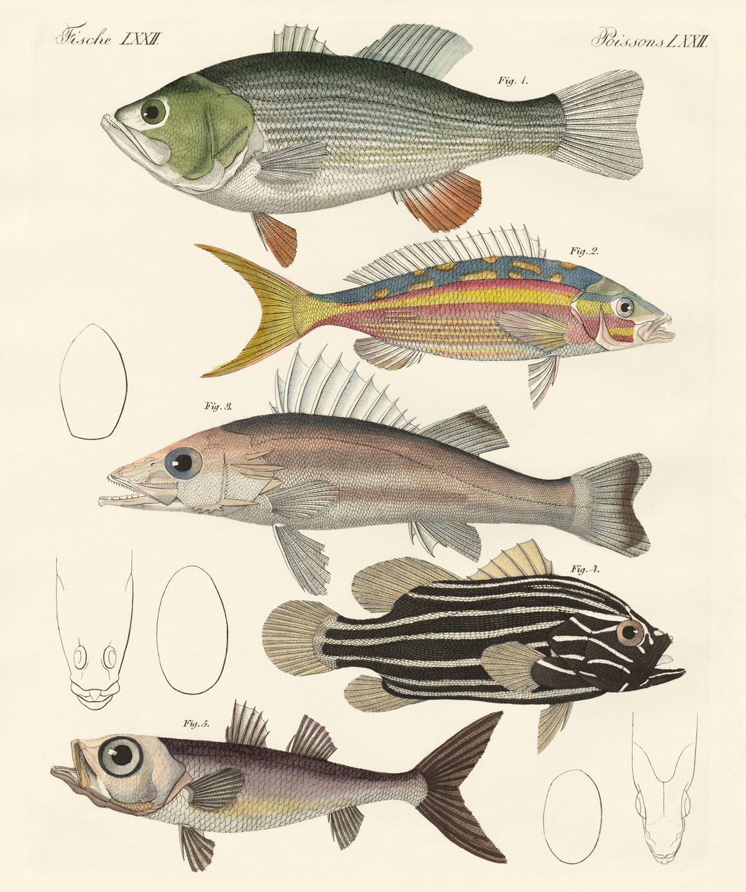 美しい魚（彩色済みの彫刻 作： ドイツ語学校