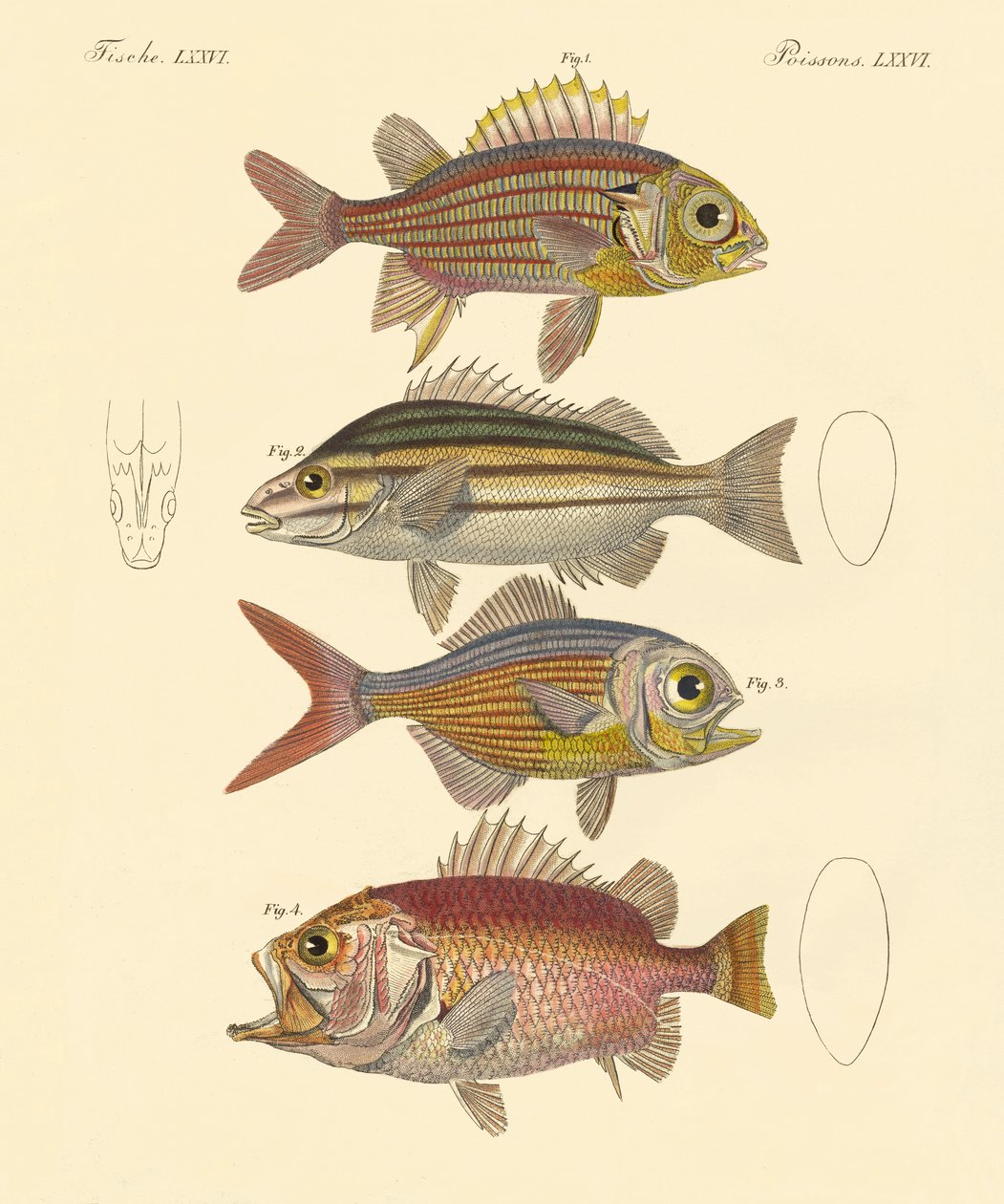 美しいシーバスのような魚（彩色済み彫刻 作： ドイツ語学校