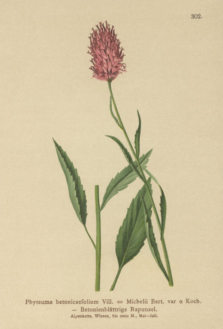 ベトニーの葉のランピオン（Phyteuma betonicaefolium） 作： ドイツ語学校