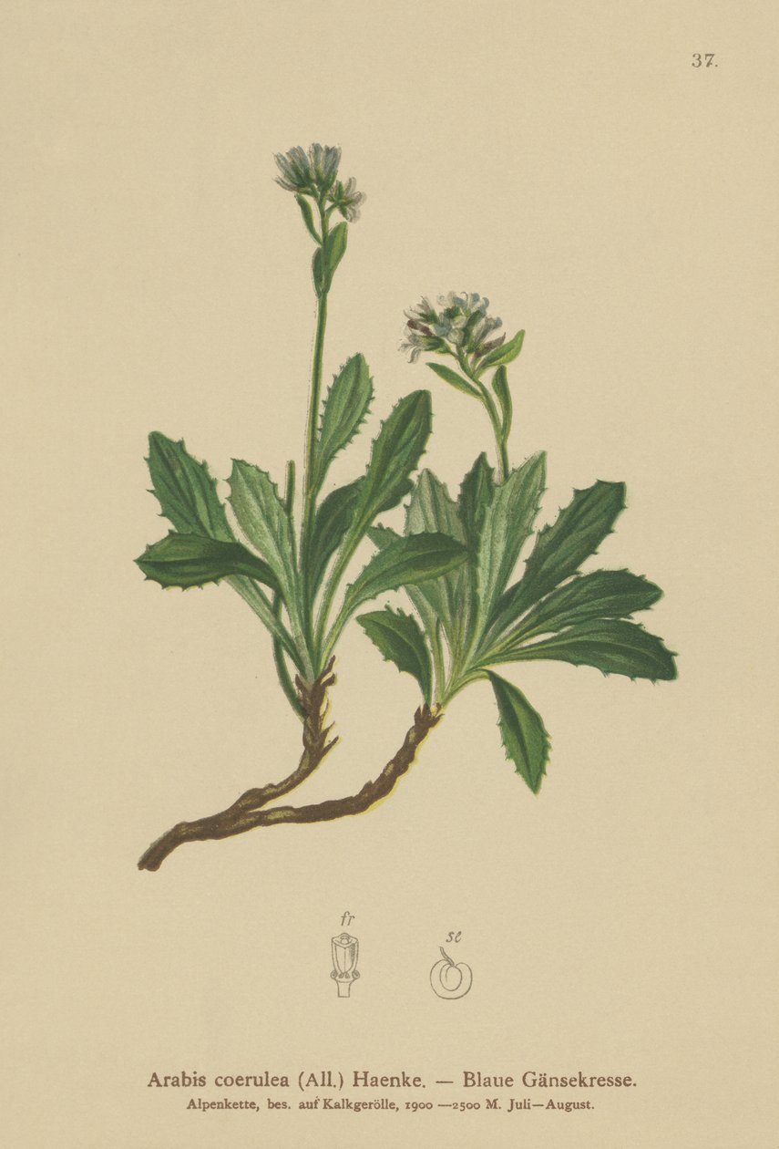 ブルーウォールクレス（Arabis caerulea、Arabis coerulea） 作： ドイツ語学校