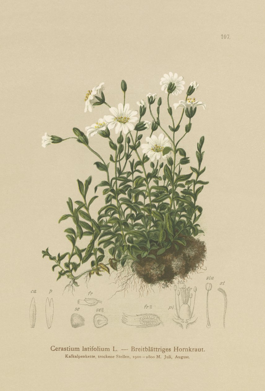 広葉樹のマウスの耳（Cerastium latifolium） 作： ドイツ語学校