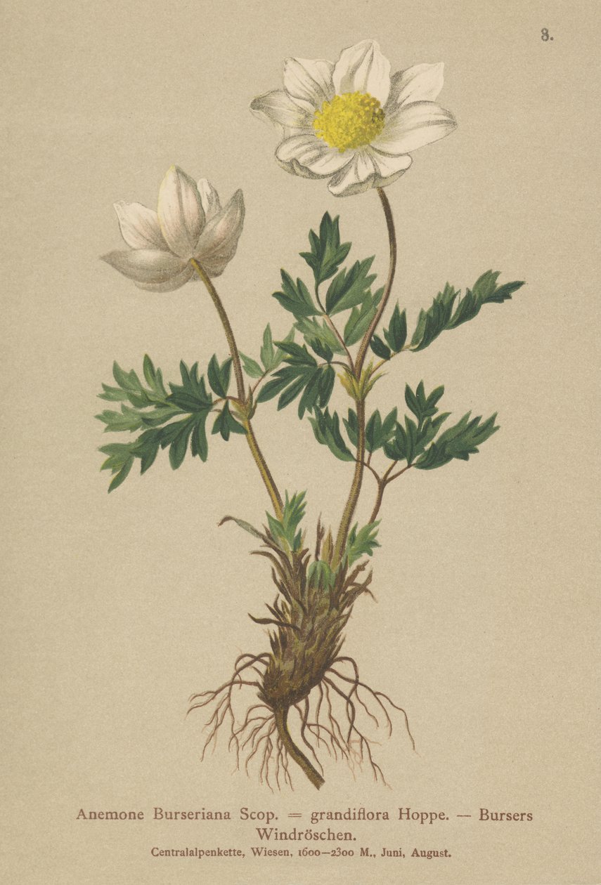 Bursers Anemone（Anemone Burseriana、Anemone grandiflora） 作： ドイツ語学校