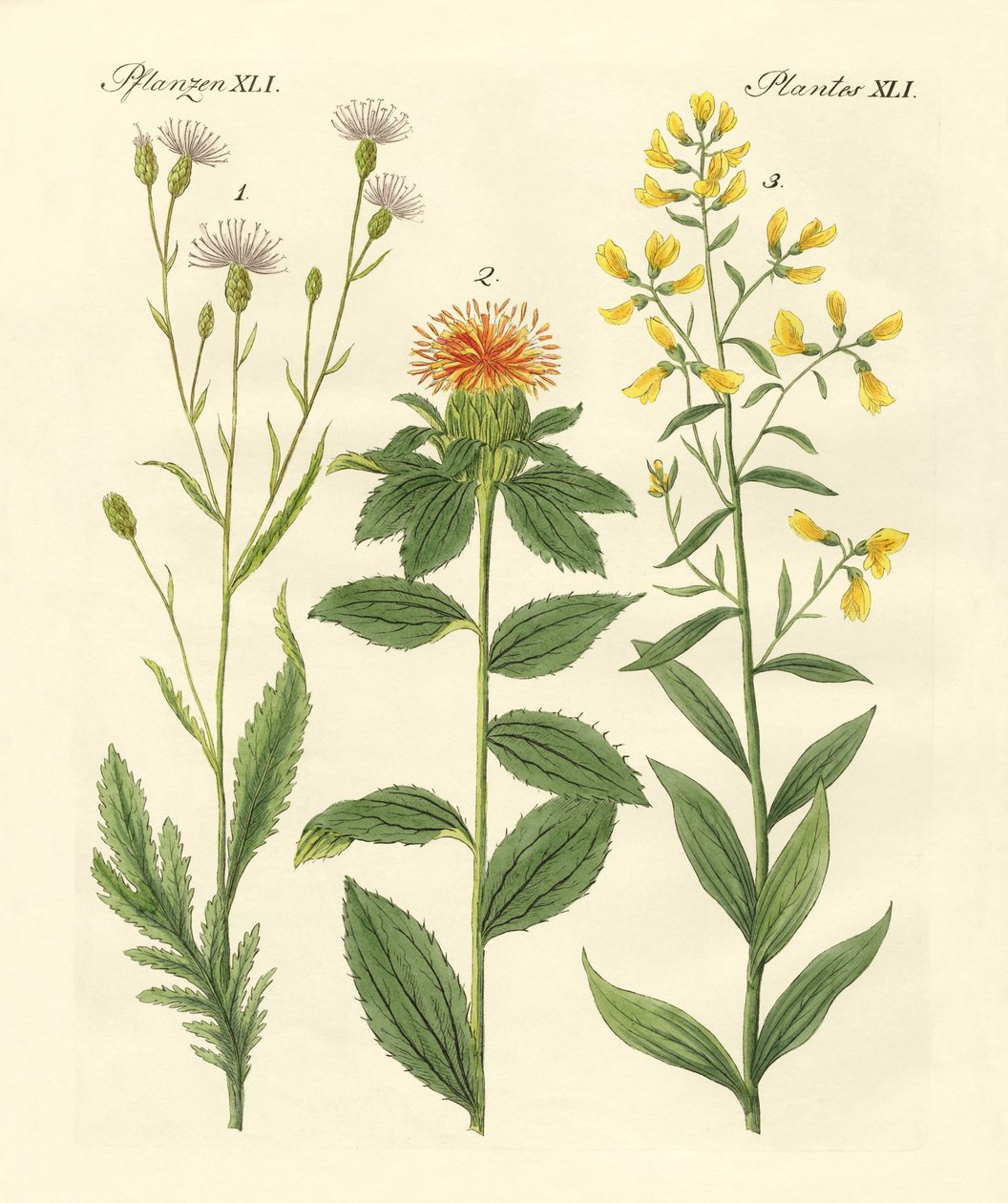 着色された植物 作： ドイツ語学校