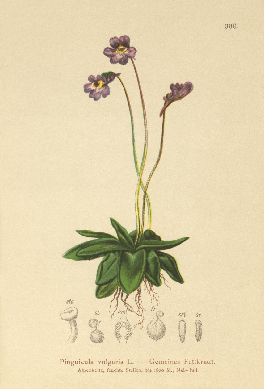 一般的なバターワート（Pinguicula vulgaris） 作： ドイツ語学校