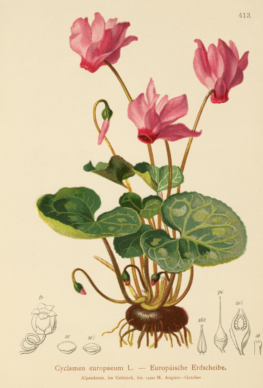 シクラメン（Cyclamen europaeum） 作： ドイツ語学校