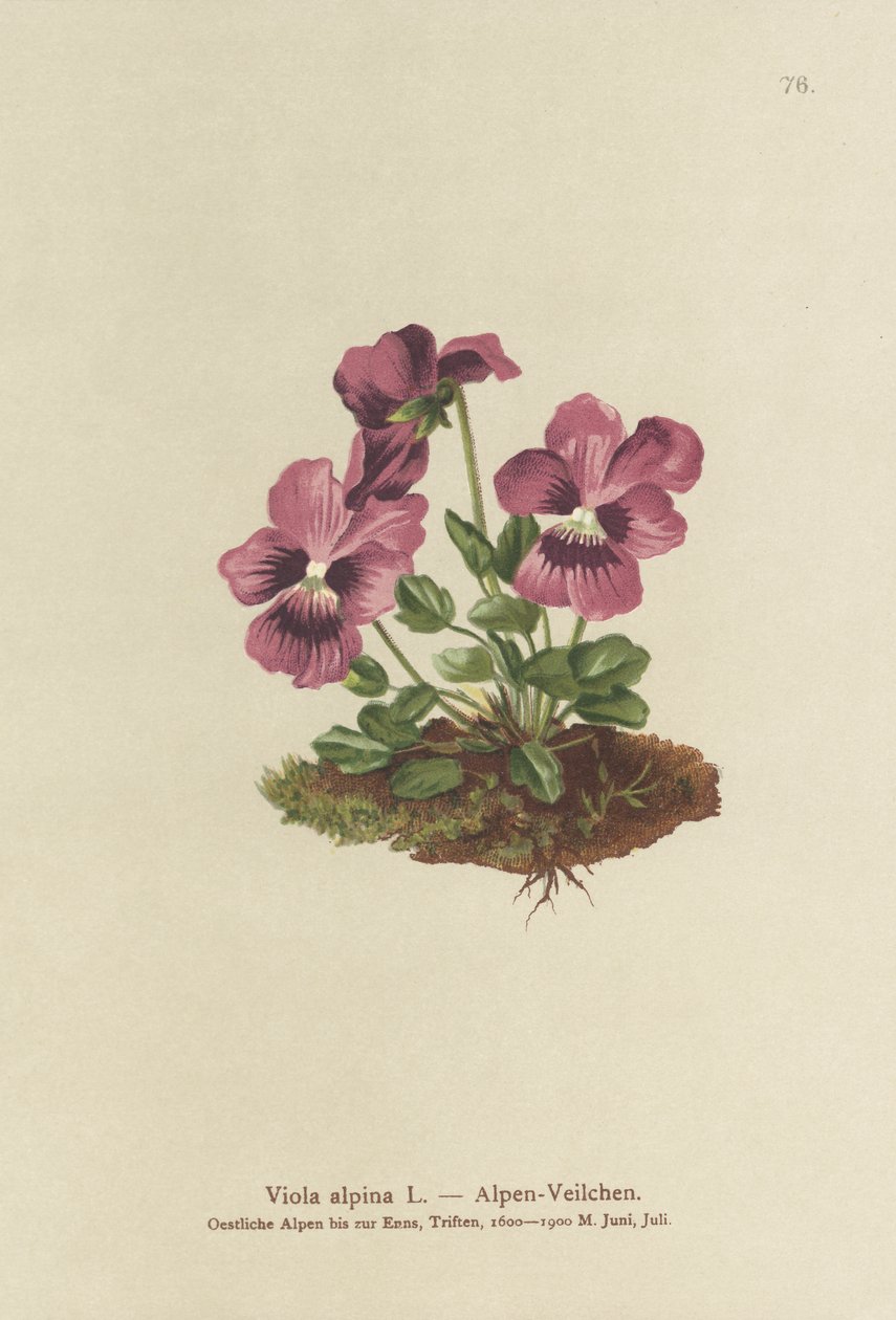 シクラメン、アルパインバイオレット（Viola alpina） 作： ドイツ語学校