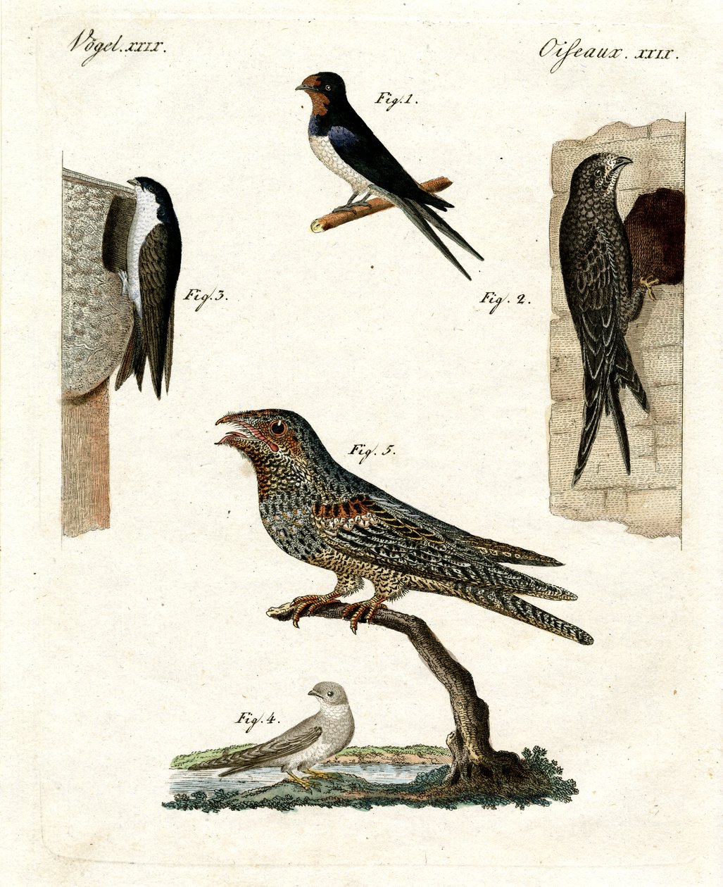 さまざまな種類の鳩 作： ドイツ語学校