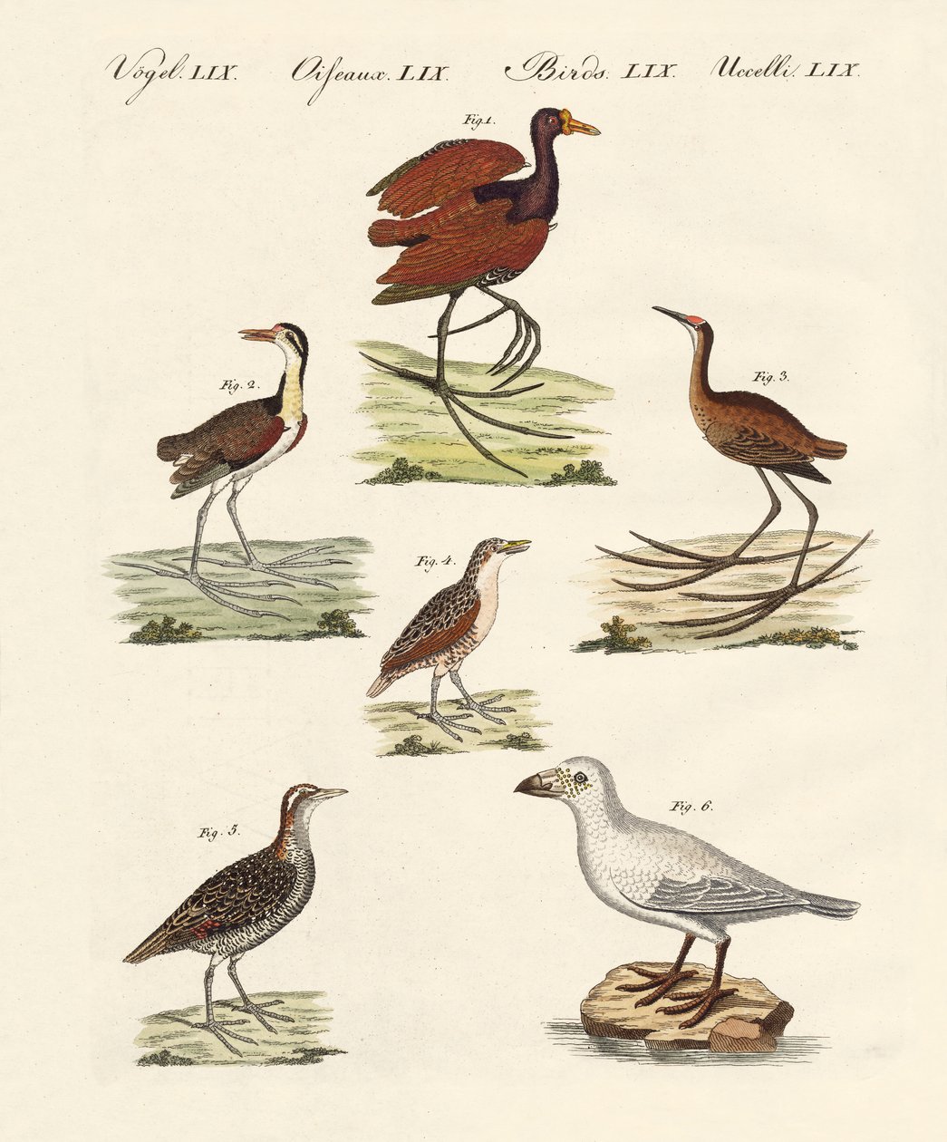 さまざまな種類の沼鳥 作： ドイツ語学校