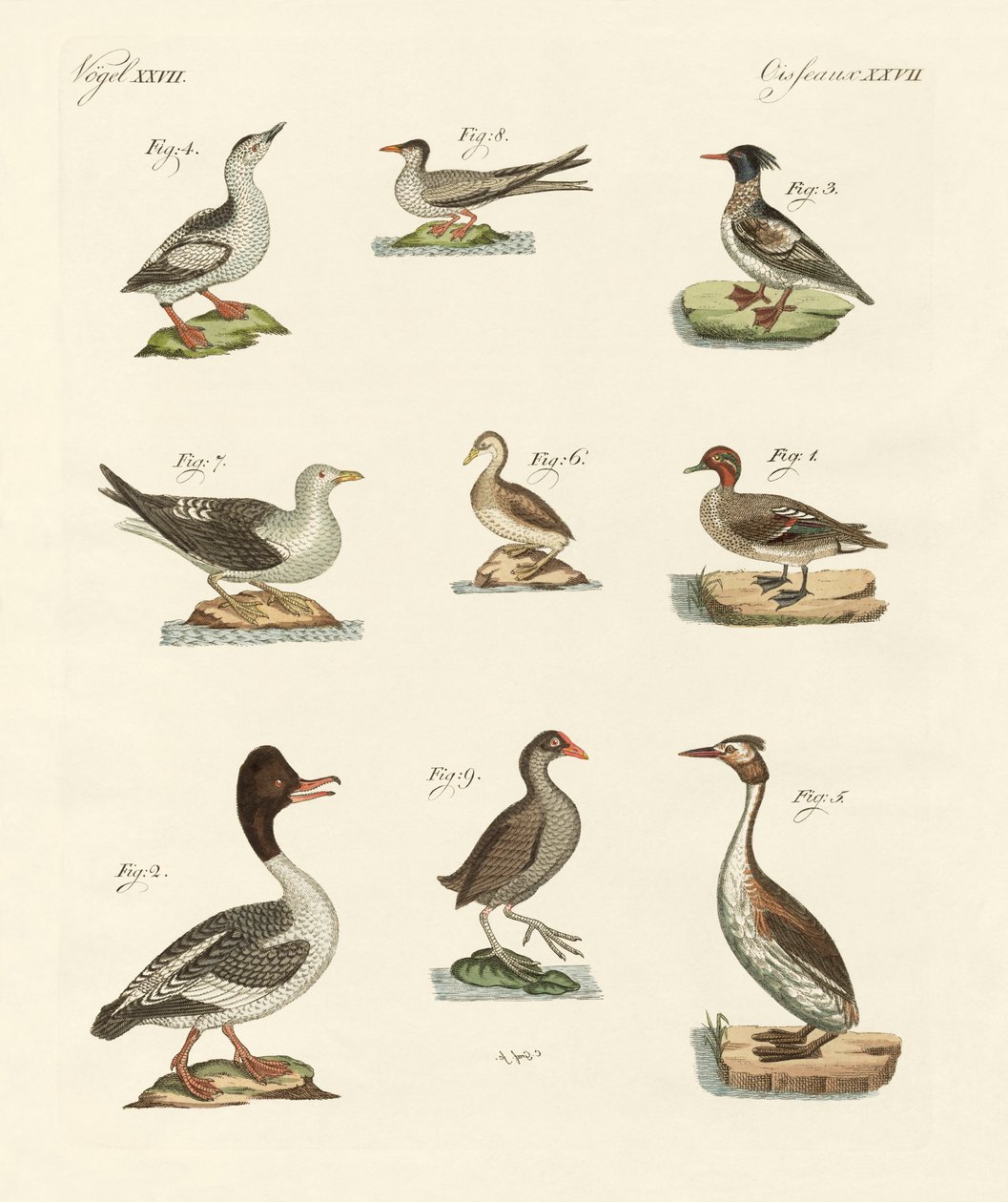 さまざまな種類の水鳥 作： ドイツ語学校