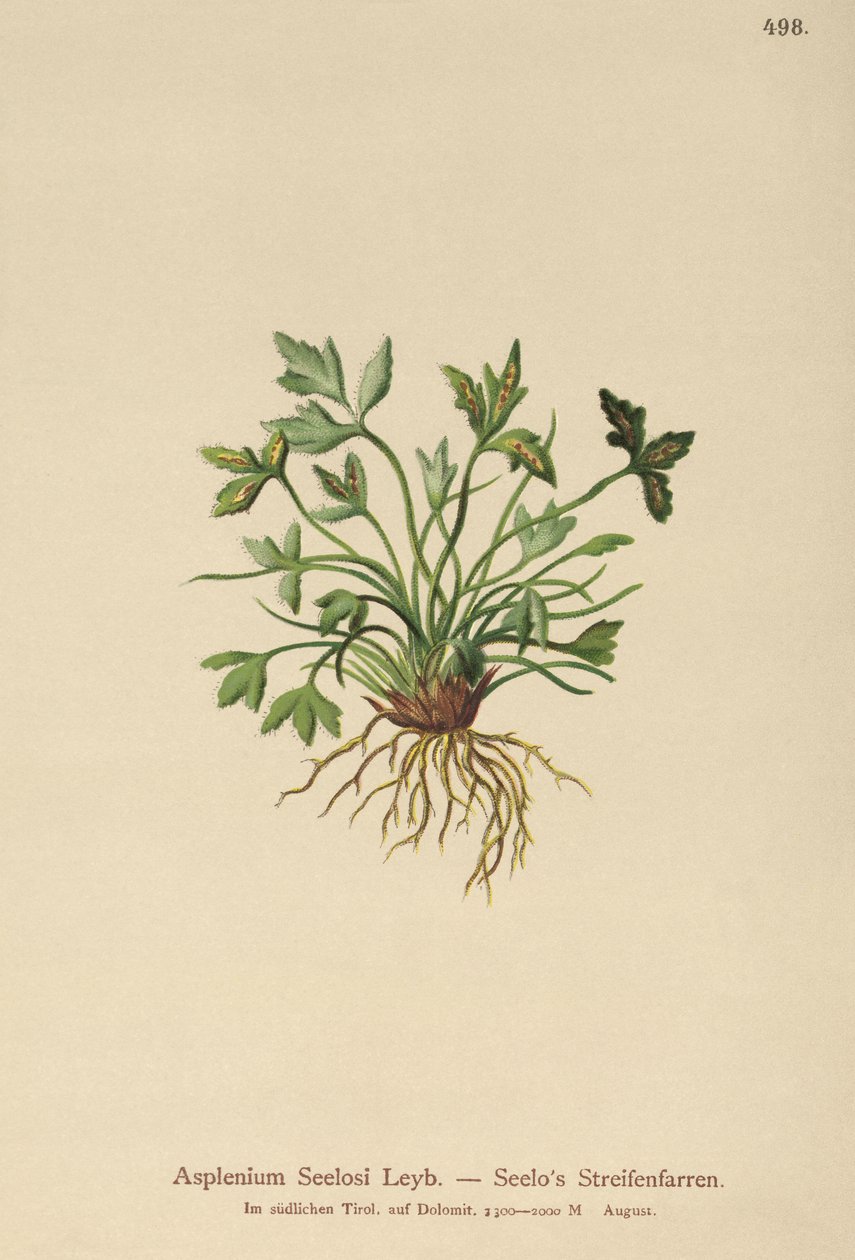ドロマイトの脾臓（Asplenium Seelosii） 作： ドイツ語学校