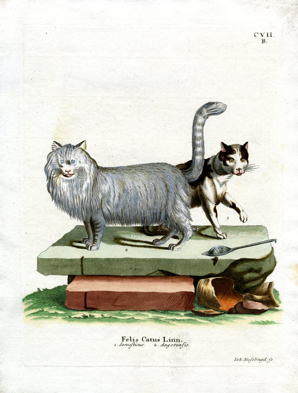 ドメスティック・キャット（彩色済み彫刻 作： ドイツ語学校