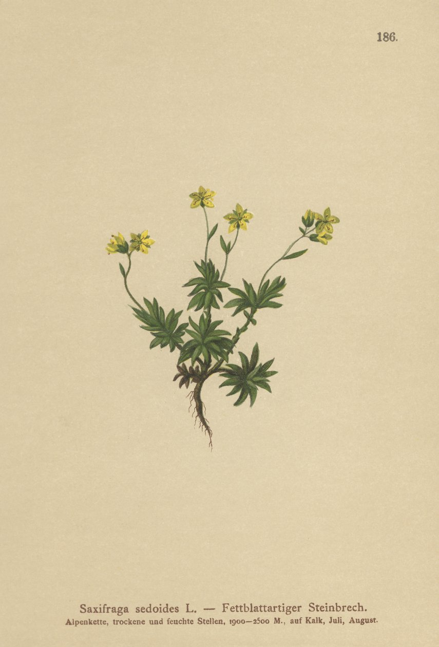 東サキシフラゲ（Saxifraga sedoides） 作： ドイツ語学校