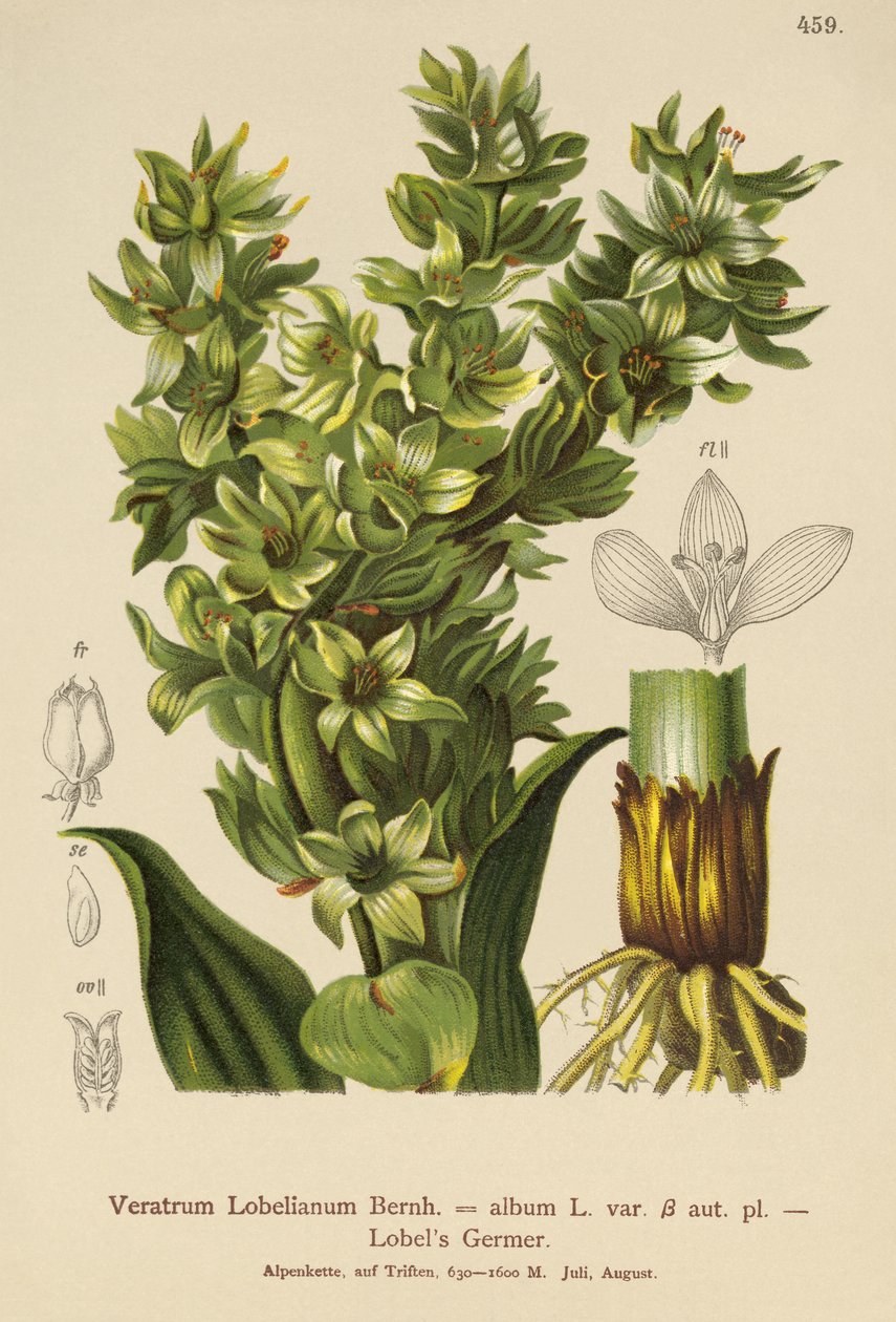 False Helleborine（Veratrumアルバム、Veratrum Lobelianum） 作： ドイツ語学校