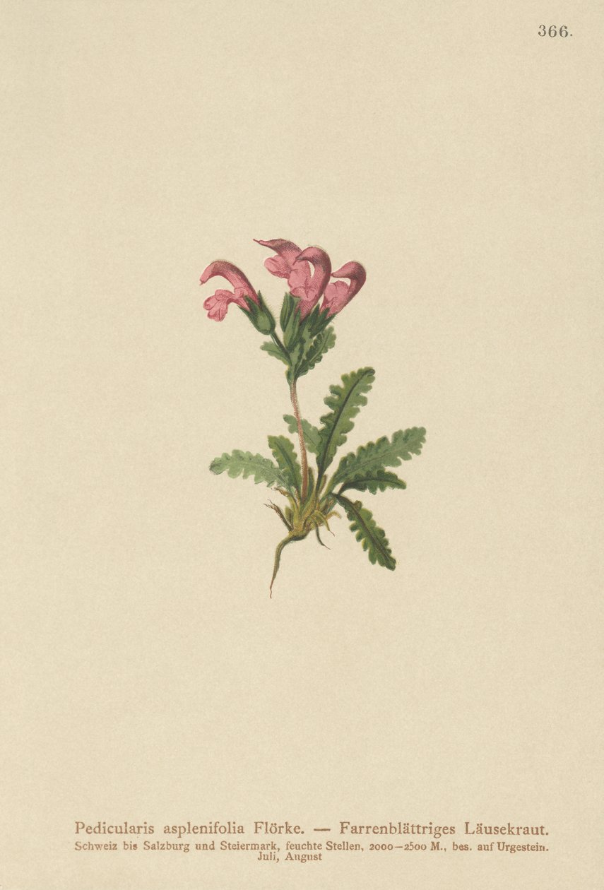 シダの葉のシラミ（Pedicularis asplenifolia） 作： ドイツ語学校