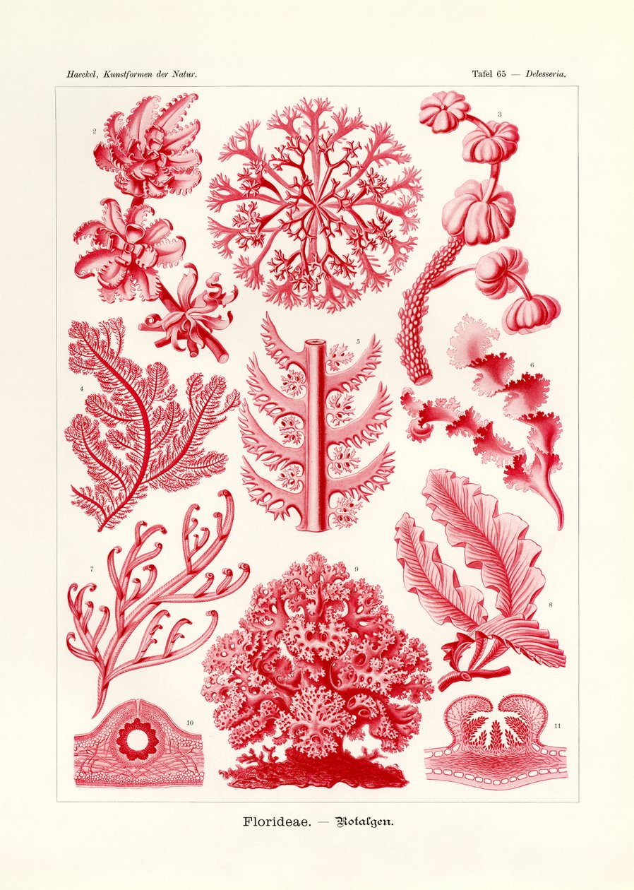 FlorideaeまたはRhodophyceae、1899-1904 作： ドイツ語学校
