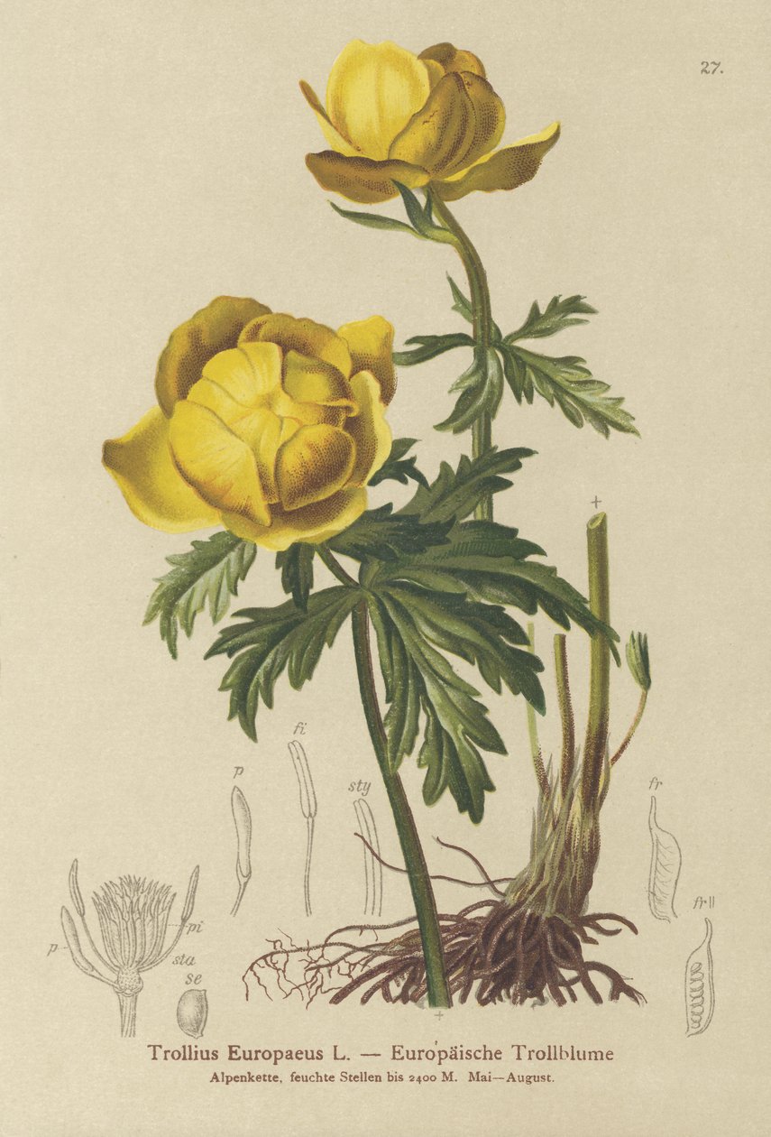グローブフラワー（Trollius Europaeus） 作： ドイツ語学校
