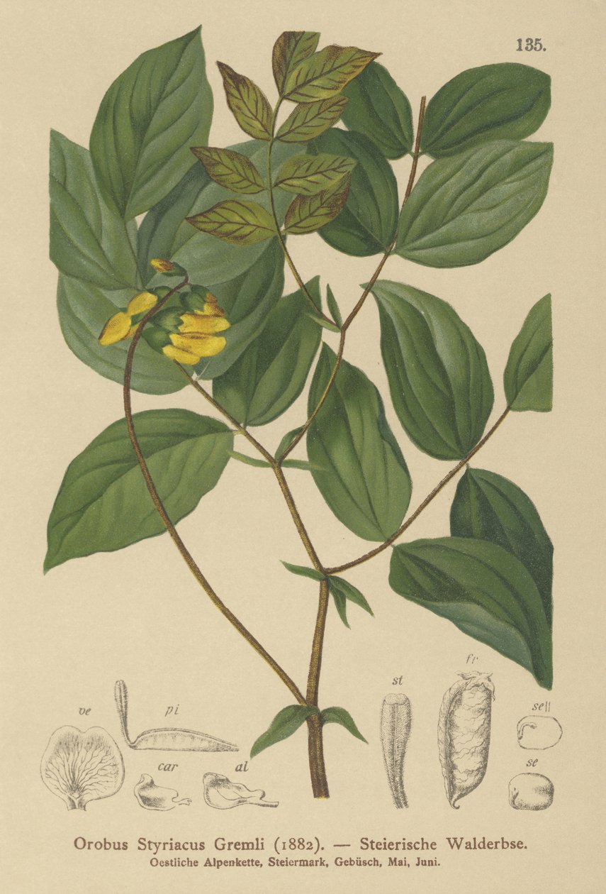 ゴールデンベッチ（Orobus styriacus、Lathyrus aureus） 作： ドイツ語学校