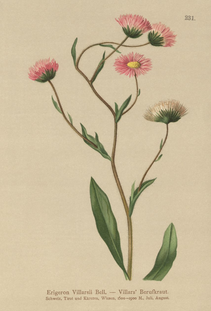 ギリシャ語Fleabane（Erigeron Villarsii、Erigeron atticus） 作： ドイツ語学校