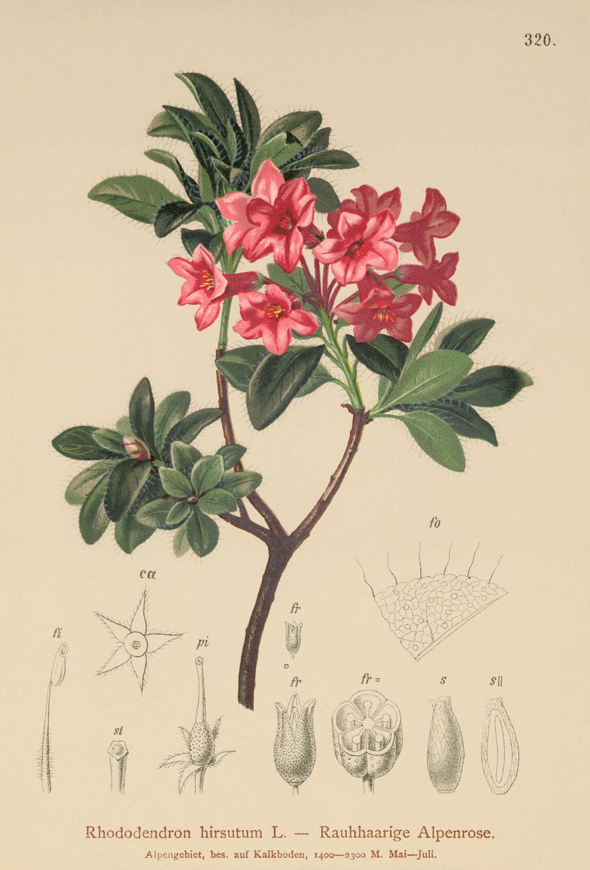毛むくじゃらのアルペンローズ（Rhododendron hirsutum） 作： ドイツ語学校