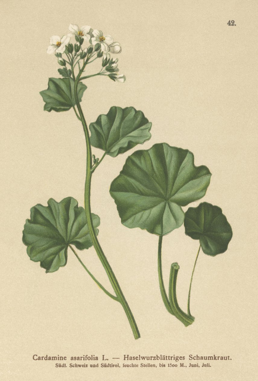 ヘアリービタークレス（Cardamine asarifolia） 作： ドイツ語学校