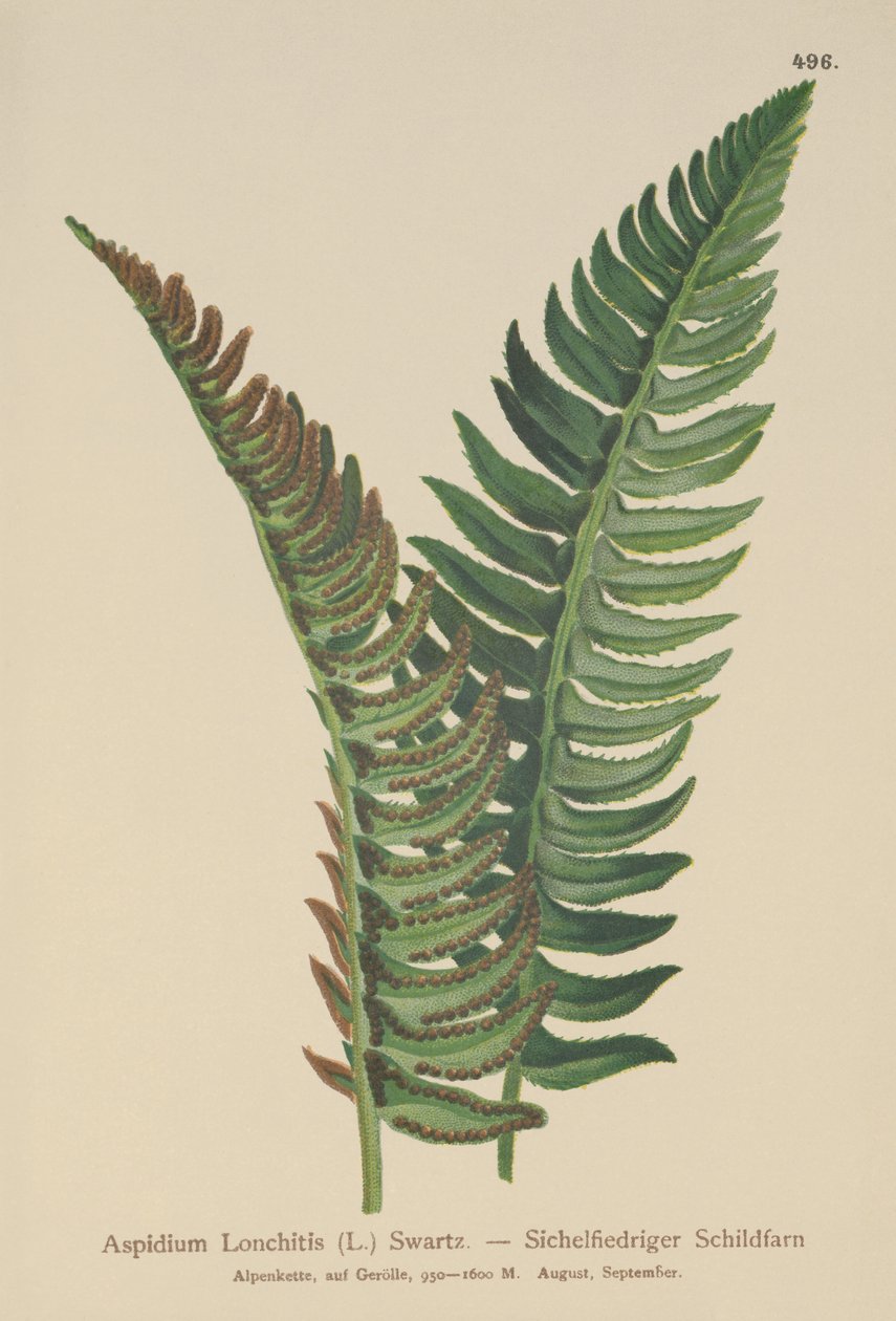 ホリーシダ（Aspidium Lonchitis、Polystichum lonchitis） 作： ドイツ語学校