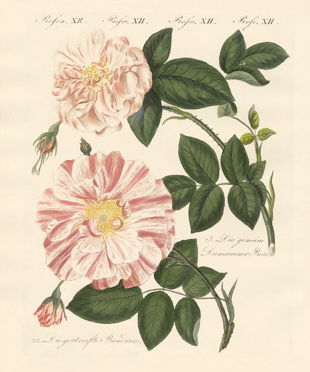 薔薇の種類（彩色彫刻 作： ドイツ語学校