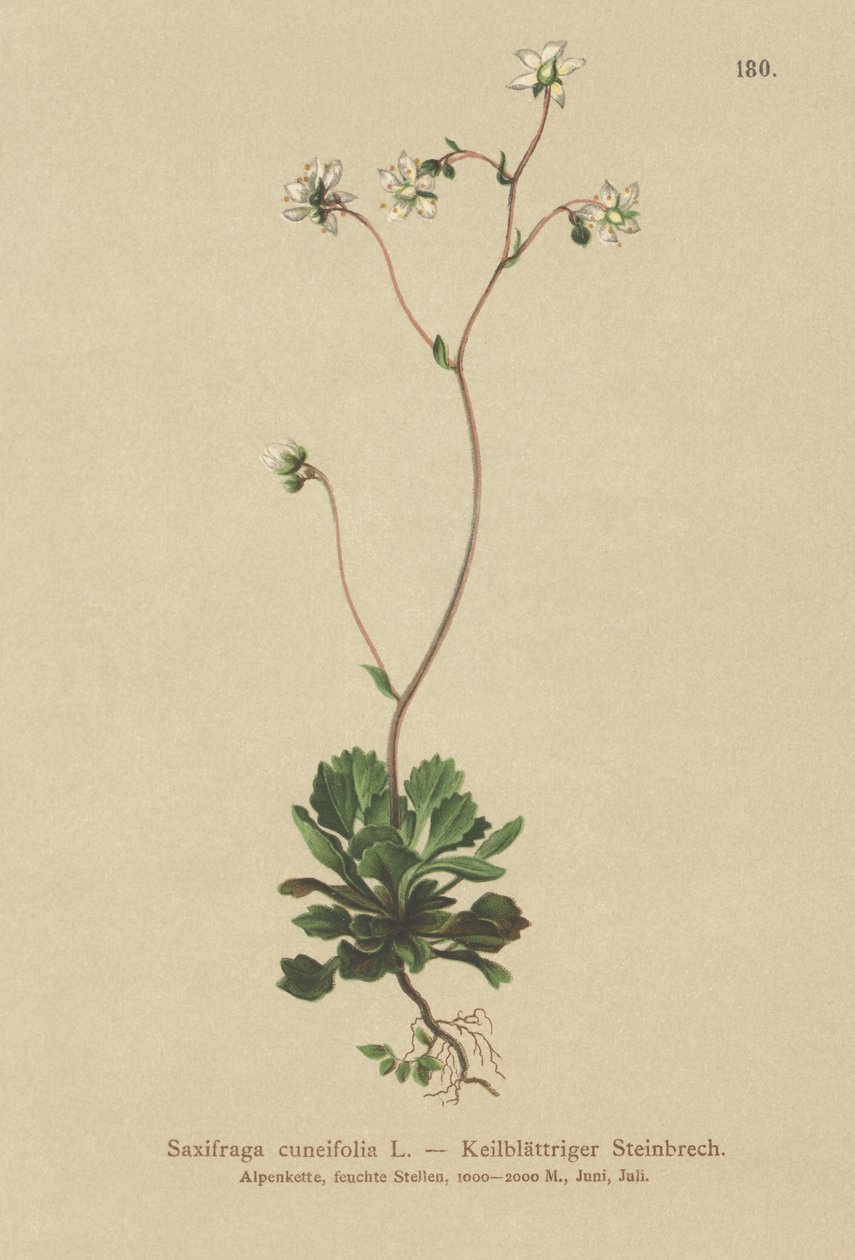 レッサーロンドンプライド（Saxifraga cuneifolia） 作： ドイツ語学校