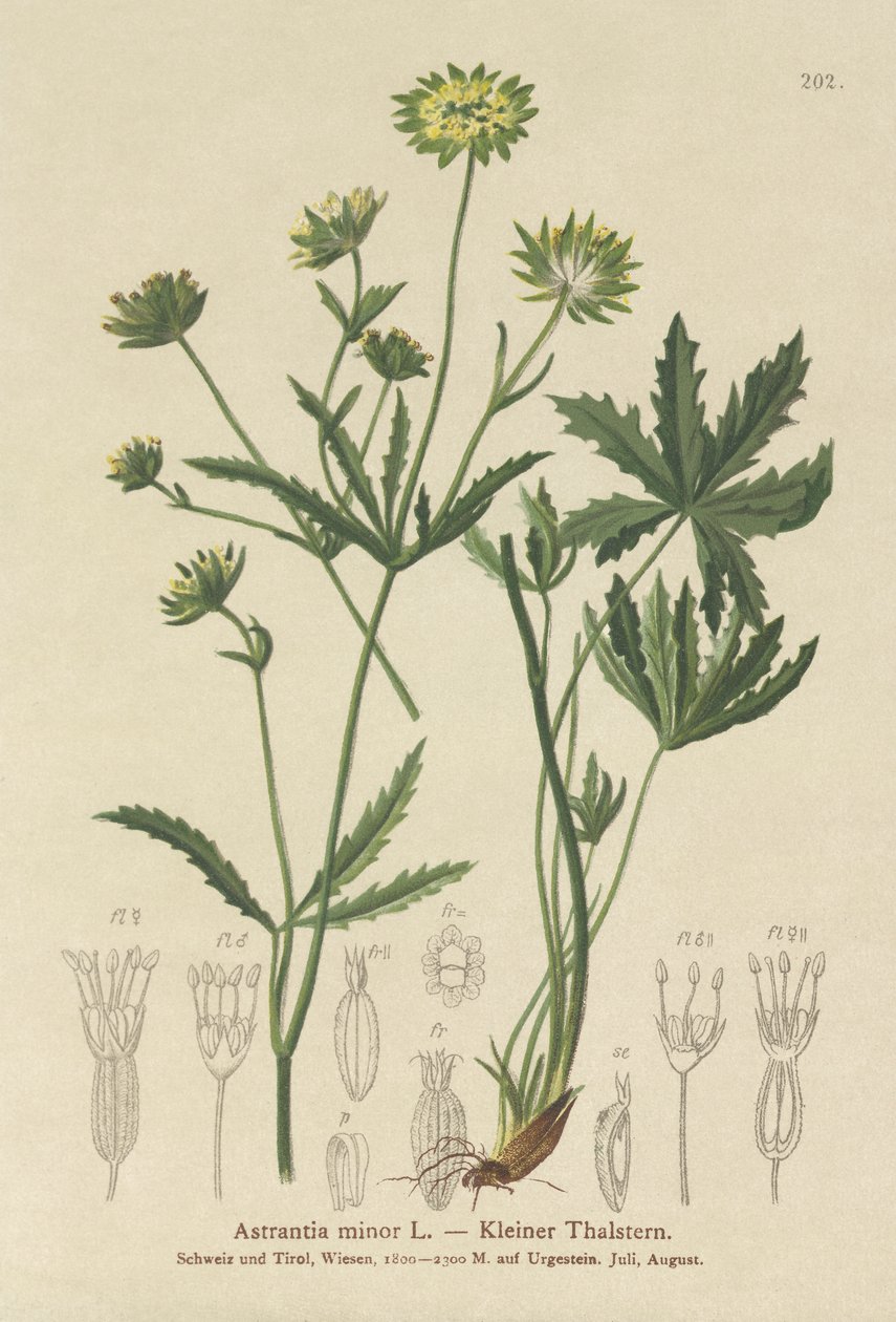 レッサーマスターワート（Astrantia minor） 作： ドイツ語学校